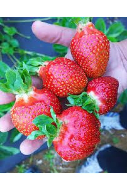 Fragaria ananassa Asia